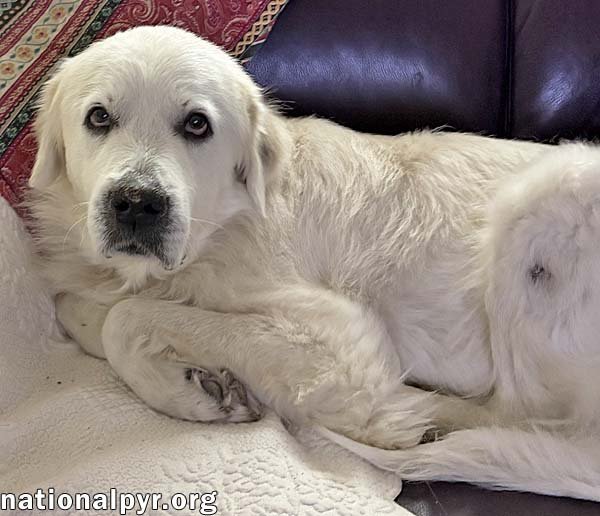 HEIDI IN FL - SWEET, GENTLE & QUIET! - Great Pyrenees available for adoption