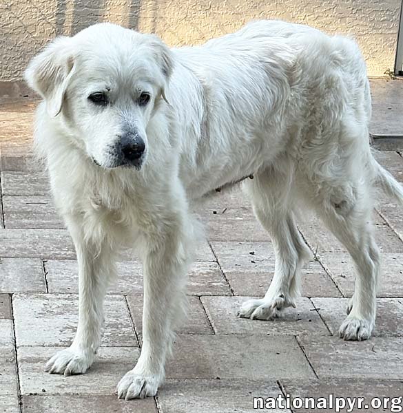 Heidi in FL - Sweet, Gentle & Quiet! - Photo 3