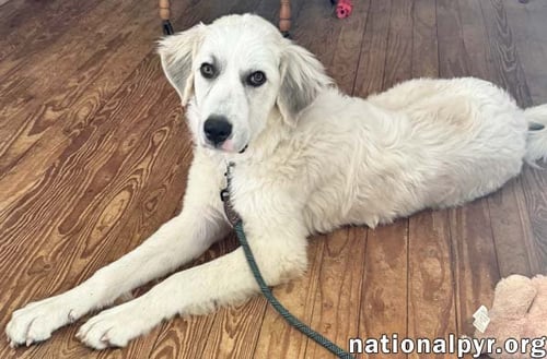 HAYDEN IN GA - AFFECTIONATE & EAGER TO LEARN! - Great Pyrenees available for adoption