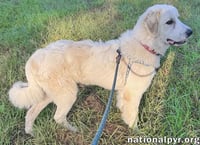 Hayden in GA - Affectionate & Eager To Learn! - Photo 3