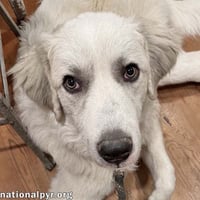 Hayden in GA - Affectionate & Eager To Learn! - Photo 1