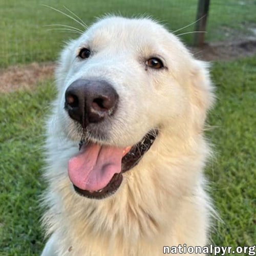 MAGGIE IN GA - LOVING GAL WHO SEEKS ATTENTION! - Great Pyrenees available for adoption