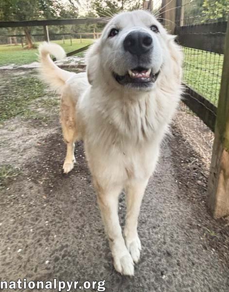 MAGGIE IN GA - LOVING GAL WHO SEEKS ATTENTION! - Great Pyrenees available for adoption