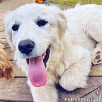 Ridge in VA - Inquisitive, Happy, & Friendly! - Photo 1