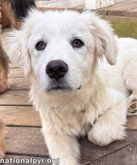 Ridge in VA - Inquisitive, Happy, & Friendly! - Photo 2