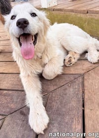 Ridge in VA - Inquisitive, Happy, & Friendly! - Photo 3