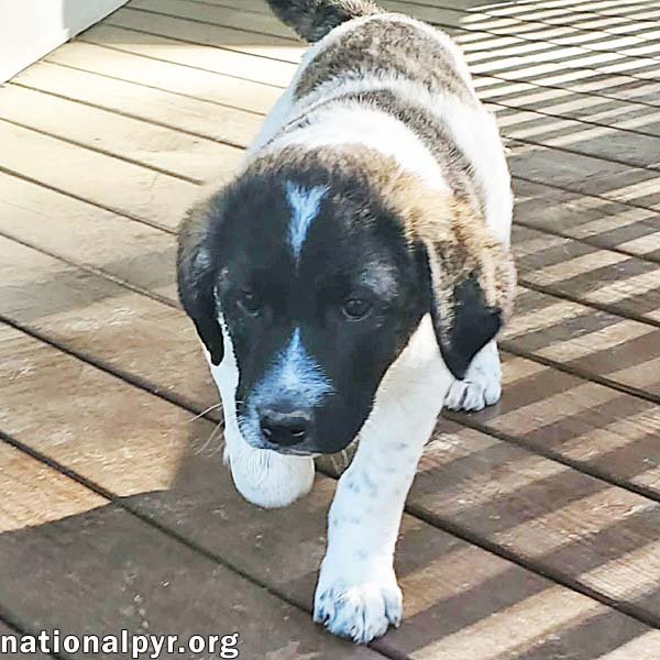Cheddar in KY - Confident, Playful & Entertaining! Image