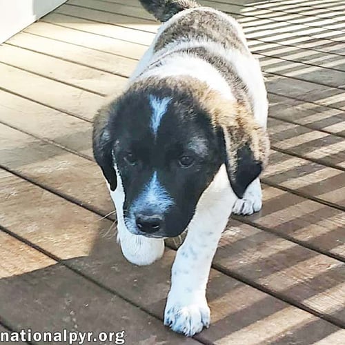 CHEDDAR IN KY - CONFIDENT, PLAYFUL & ENTERTAINING! - Great Pyrenees / Border Collie available for adoption