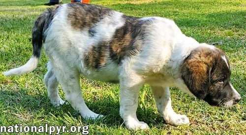 CHEDDAR IN KY - CONFIDENT, PLAYFUL & ENTERTAINING! - Great Pyrenees / Border Collie available for adoption