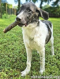 Cheddar in CT - Confident, Playful & Entertaining! - Photo 2