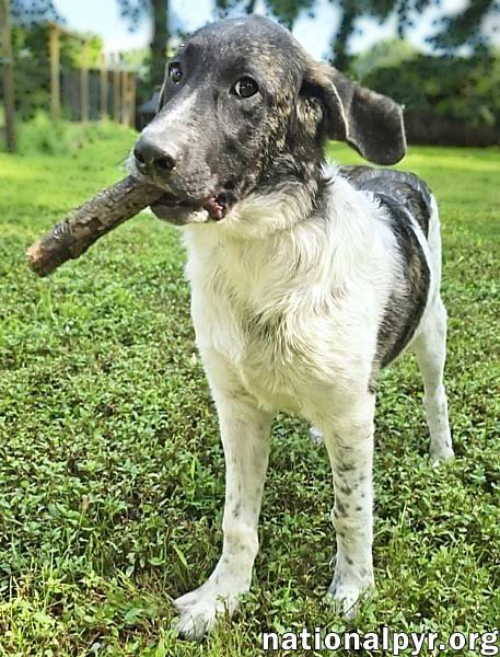 CHEDDAR IN CT - CONFIDENT, PLAYFUL & ENTERTAINING! - Great Pyrenees / Border Collie available for adoption