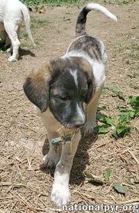 Cheddar in KY - Confident, Playful & Entertaining! - Photo 3