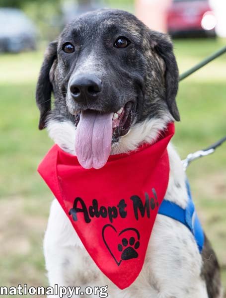 CHEDDAR IN CT - CONFIDENT, PLAYFUL & ENTERTAINING! - Great Pyrenees / Border Collie available for adoption