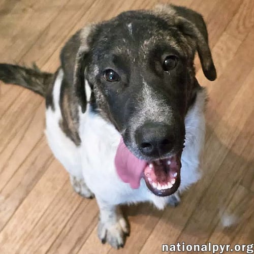 CHEDDAR IN CT - CONFIDENT, PLAYFUL & ENTERTAINING! - Great Pyrenees / Border Collie available for adoption