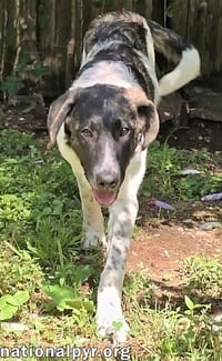 Cheddar in CT - Confident, Playful & Entertaining! - Photo 3