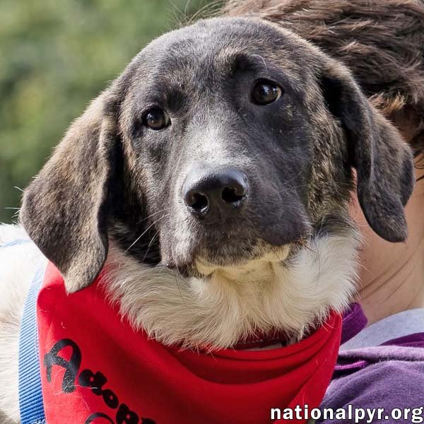 Cheddar in CT - Confident, Playful & Entertaining! Image
