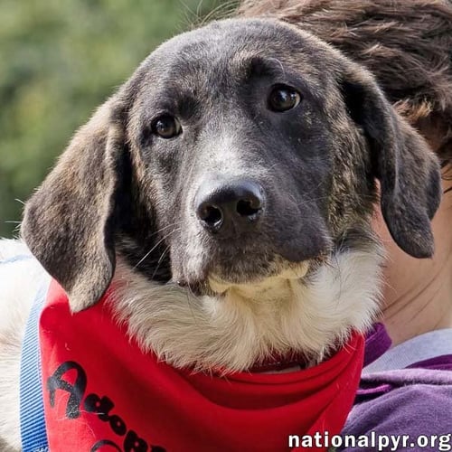 CHEDDAR IN CT - CONFIDENT, PLAYFUL & ENTERTAINING! - Great Pyrenees / Border Collie available for adoption