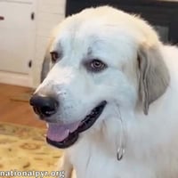 Bear in SC - A Jolly, Goofy Boy! - Photo 1