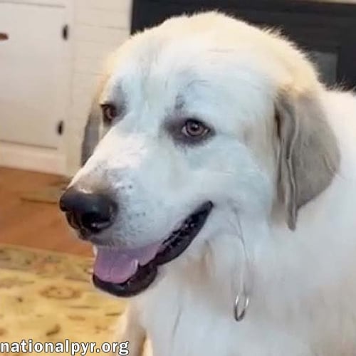 BEAR IN SC - A JOLLY, GOOFY BOY! - Great Pyrenees available for adoption
