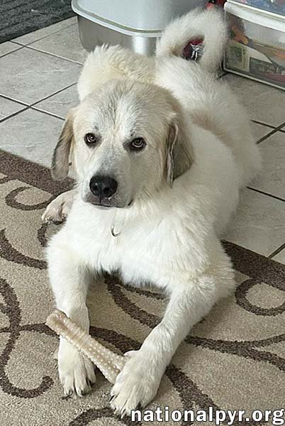BEAR IN SC - A JOLLY, GOOFY BOY! - Great Pyrenees available for adoption