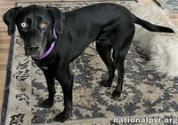 McGraw in OH - Sweet & Loves Attention! - Photo 2