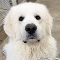 Clint in OH - Playful, Gentle & Silly! - Photo 1