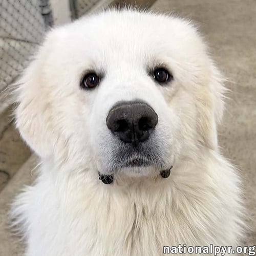 CLINT IN OH - PLAYFUL, GENTLE & SILLY! - Great Pyrenees available for adoption