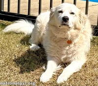 Lady in AL - Charming, Gentle & Easygoing! - Photo 2