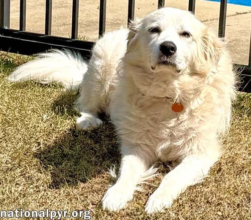LADY IN AL - CHARMING, GENTLE & EASYGOING! - Great Pyrenees available for adoption