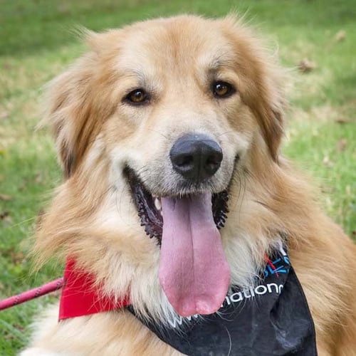 WALKER IN CT - PLAYFUL & AFFECTIONATE! - Great Pyrenees / Golden Retriever available for adoption
