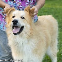 Walker in CT - Playful & Affectionate! - Photo 3