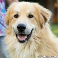 Walker in CT - Playful & Affectionate! - Photo 1