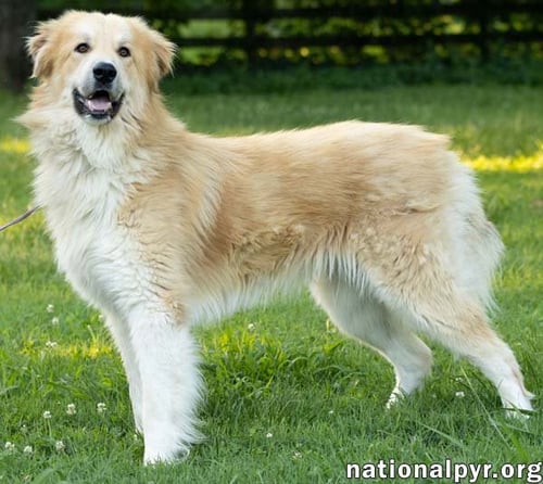 WALKER IN CT - PLAYFUL & AFFECTIONATE! - Great Pyrenees / Golden Retriever available for adoption
