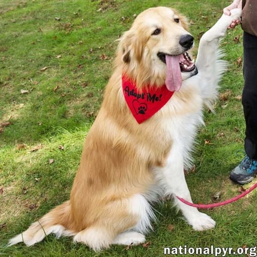WALKER IN CT - PLAYFUL & AFFECTIONATE! - Great Pyrenees / Golden Retriever available for adoption