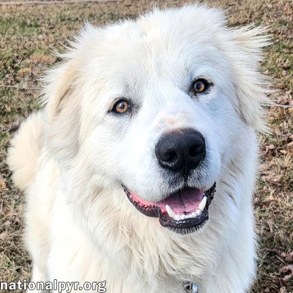 BOOMER IN KY - SUPER SMART & FRIENDLY! - Great Pyrenees available for adoption