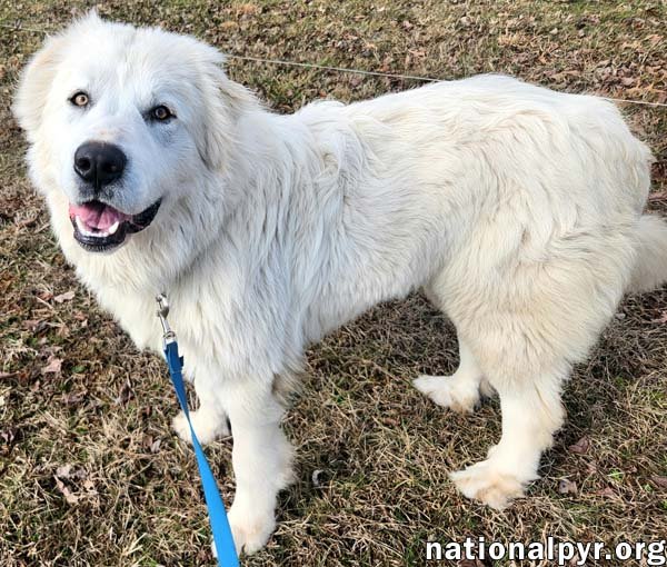 Boomer in KY - Super Smart & Friendly! - Photo 3