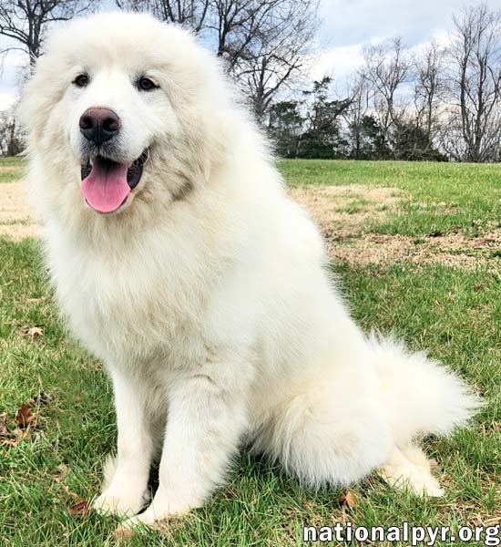 PERRY IN KY - INDEPENDENT & DEEPLY AFFECTIONATE! - Great Pyrenees available for adoption