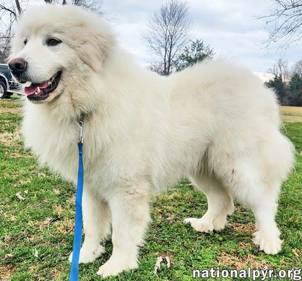 Perry in KY - Independent & Deeply Affectionate! - Photo 3