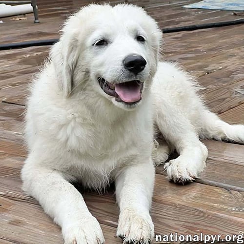 ORI IN OH - BRAVE & BIG-HEARTED!