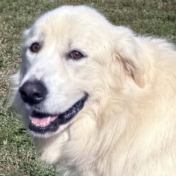 ELLIE IN TN - SWEET AS SUGAR! - Great Pyrenees available for adoption