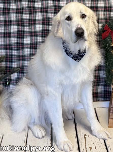 ELLIE IN TN - SWEET AS SUGAR! - Great Pyrenees available for adoption