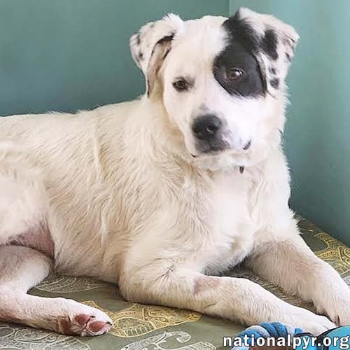LANEY IN OH - SUPER SMART & EAGER TO PLEASE! - Great Pyrenees / Border Collie available for adoption