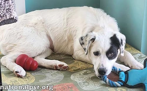 LANEY IN OH - SUPER SMART & EAGER TO PLEASE! - Great Pyrenees / Border Collie available for adoption