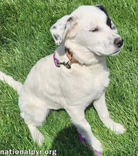 Laney in OH - Super Smart & Eager To Please! - Photo 3