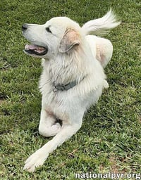 Yeti in SC - Energetic, Playful & Sweet! - Photo 2