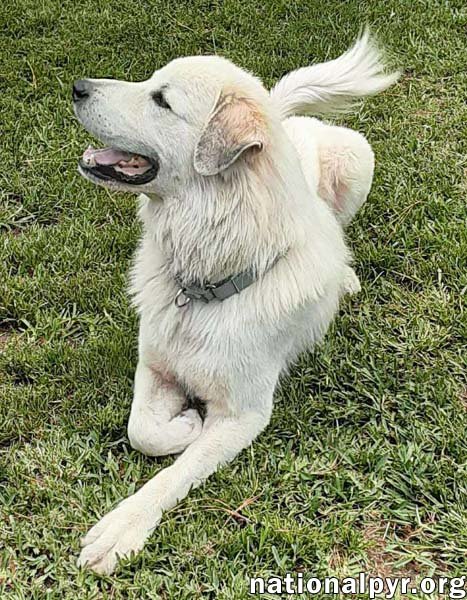 YETI IN SC - ENERGETIC, PLAYFUL & SWEET! - Great Pyrenees available for adoption