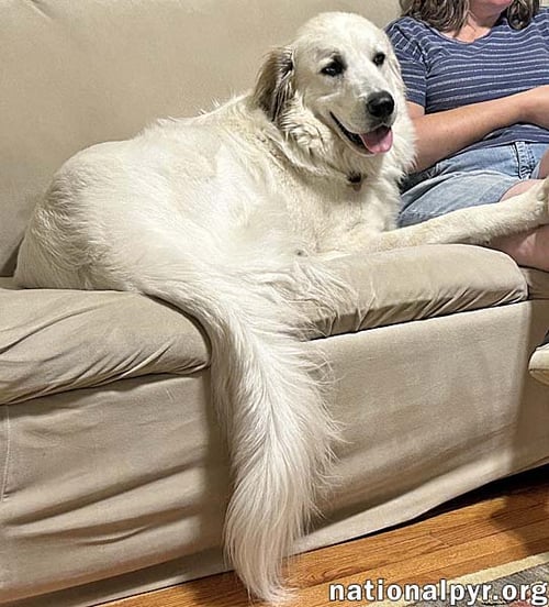 YETI IN SC - ENERGETIC, PLAYFUL & SWEET! - Great Pyrenees available for adoption