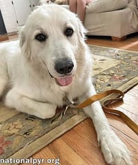 Yeti in SC - Energetic, Playful & Sweet! - Photo 3