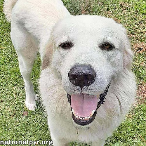 YETI IN SC - ENERGETIC, PLAYFUL & SWEET! - Great Pyrenees available for adoption