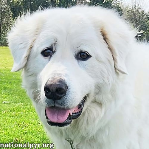 ARLO IN KY - A GENTLE SOUL! - Great Pyrenees available for adoption